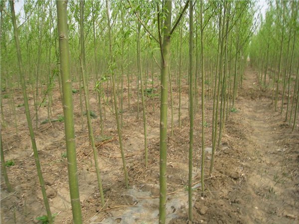 批发秦皇岛青皮无絮速生垂柳北京无絮速生垂柳|唐山青皮垂柳