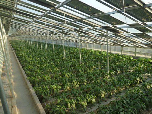 光伏蔬菜种植/价格/地点/华天光伏农业科技有限公司