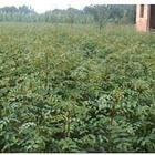 花椒苗、茂友园艺场花椒苗、大红袍花椒苗、