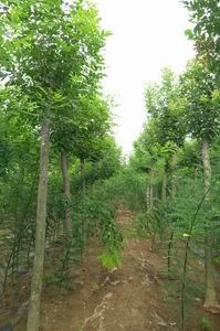 山东速生法桐树苗、法桐小苗、速生法桐小苗价格