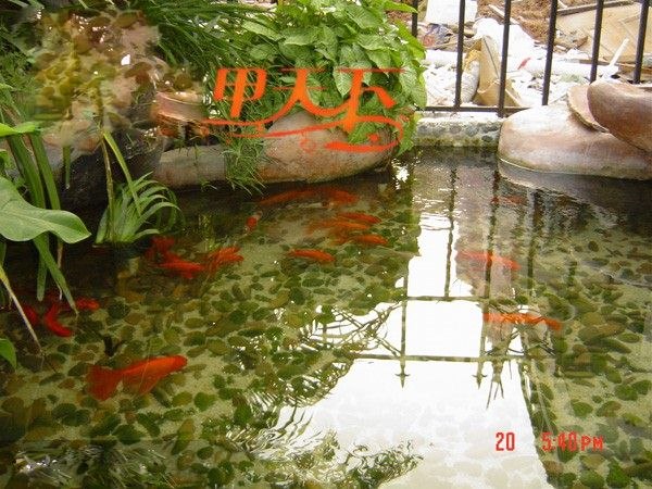 长沙市庭院锦鲤鱼池水净化工程！