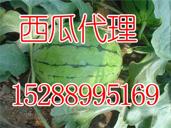 供应山东西瓜基地昌乐西瓜购销代理服务
