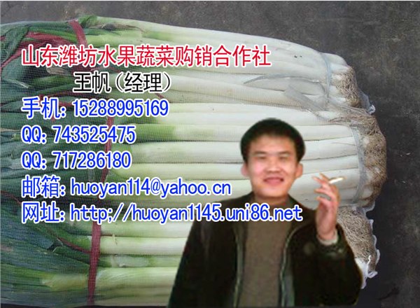 山东省潍坊安丘市大葱加工基地