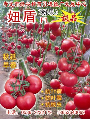 抗TY番茄种苗价格/种植技术/厂家寿光绿兴妞盾/欧特娇