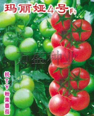 进口抗病毒番茄种子