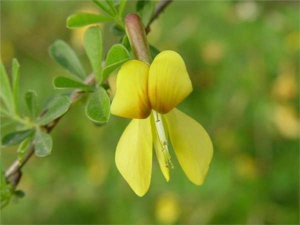 现货优惠供应98染料木素Genistein