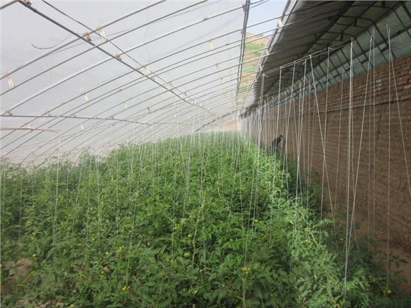 专业建造蔬菜温室大棚，绿隆经验丰富，值得信赖。