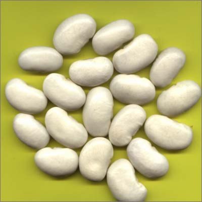 专业厂家现货供应白芸豆提取物Phaseolin菜豆素