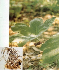 优惠供应鬼臼毒素Podophyllotoxin