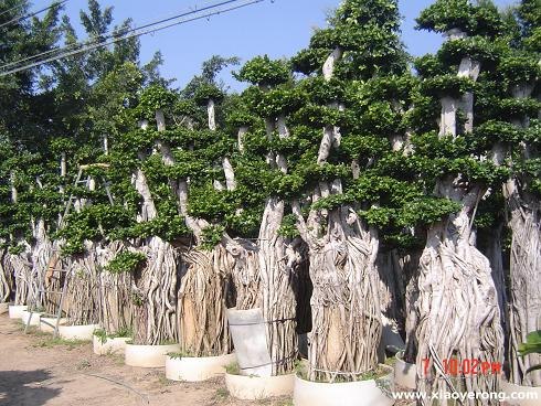 榕树桩头，榕树盆景，小叶榕种子种苗