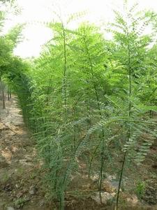 山东3-20公分法桐、3-20公分法桐最低价、济宁法桐