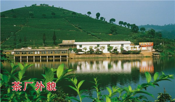 云南思普古茶唐山总代理道氏茶文化体验馆