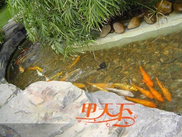 扬州市庭院鱼池净化工程！