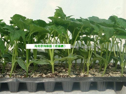 优质丝瓜苗的产地
