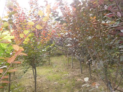石家庄绿化苗木基地绿化苗木价格便宜