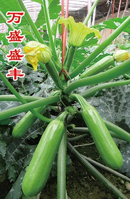西葫芦种子公司/生产基地__寿光万盛种业