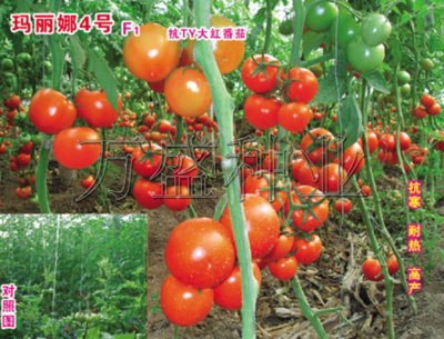 番茄粉果/红果/种子-选寿光万盛种业