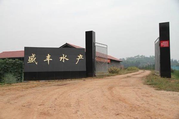 泥鳅苗多少钱一斤、泥鳅苗价格