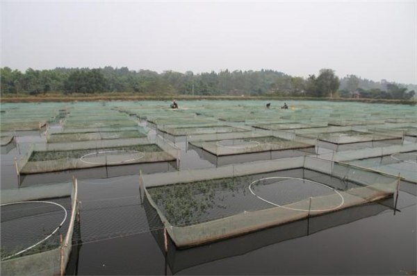 泥鳅苗价格、泥鳅苗、泥鳅苗培育技术【盛丰水产】
