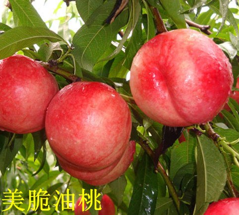 2013最新新品种桃树苗/产量高的桃树苗四月上市！寿光鑫瑞!