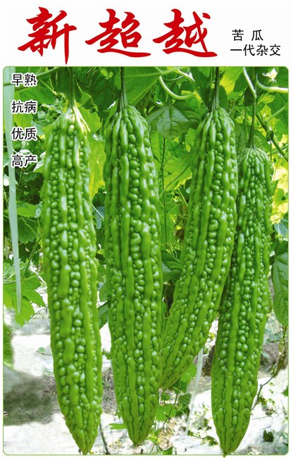 【进口】苦瓜种子/新品种苦瓜种子/苦瓜种子销售寿光绿兴种业