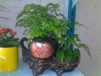 【供应】合肥鲜花批发厂家/合肥鲜花批发哪家好