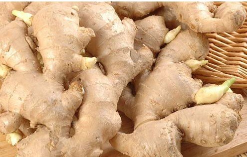 姜种子 我们的“益农牌”生姜种子是全国最大的生姜种植基地