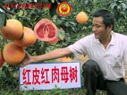 威海红皮红肉蜜柚