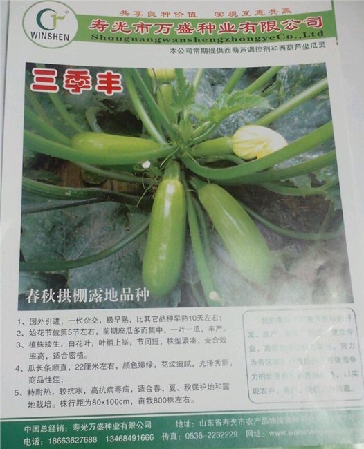 西葫芦种子厂家/批发/价格—寿光万盛种业