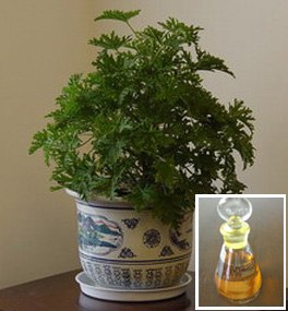 供应优质品的规格含量D-山梨醇 n