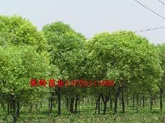 （永吉县）馒头柳，（永吉县）馒头柳苗圃，馒头柳价格