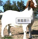 【纯种小尾寒羊&纯种小尾寒羊养殖基地】喜洋洋合作社