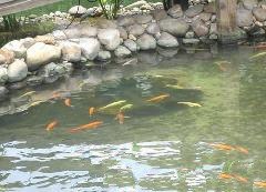 萍乡市专业处理景观鱼池水发绿，可靠，先进最科学的技术。