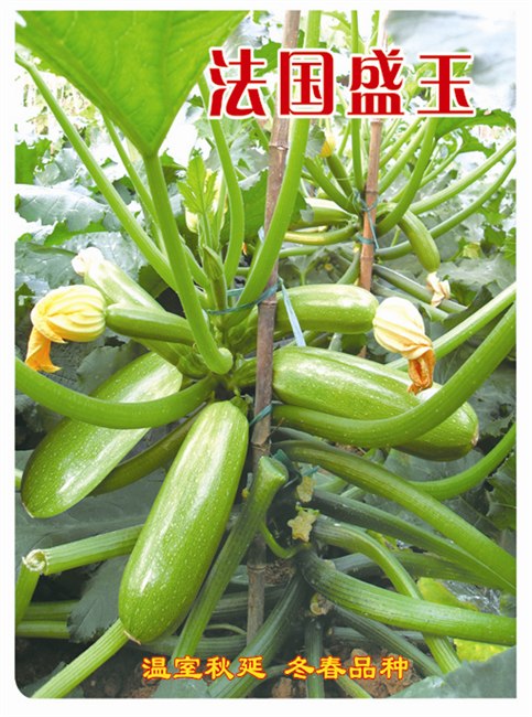 国外进口西葫芦万盛碧秀种子越夏专用