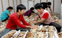 供应茶树菇干鲜品茶树菇菌棒
