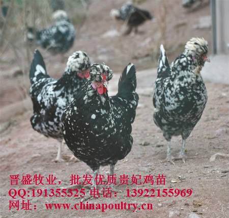 供应买贵妃鸡苗，找厂家，全国最好的贵妃鸡种苗厂