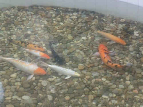 抚州市景观鱼池净化工程，信得过企业单位。