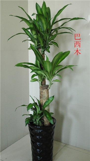 萧山义蓬花卉租摆