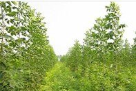 【供应】东红白蜡 东红白蜡价格 东红白蜡批发商