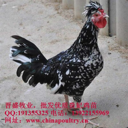 供应昌邑贵妃鸡苗批发,高密贵妃鸡苗批发,安丘贵妃鸡苗批发