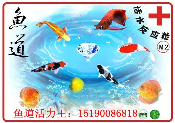 枣庄市专业室外鱼池水发绿，常年不用换水，清澈见底。