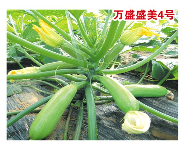 国内最好的西葫芦种子—寿光万盛