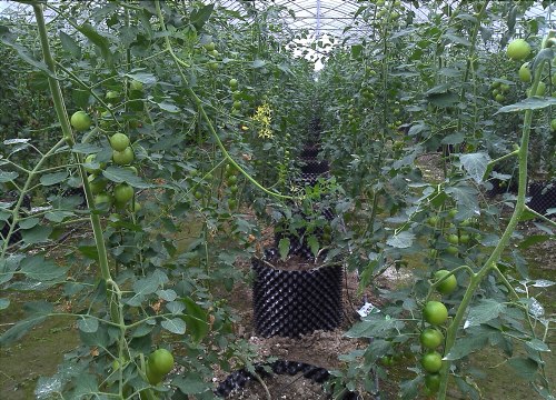 泉州有机肥|厦门黑土农业科技有限公司