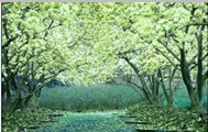 成都室内污染治理|【中科健环保】专业提供室内环境污染治理方案