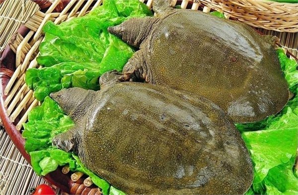 饲料叶黄素含量