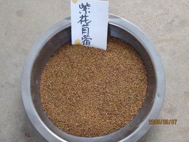 苜蓿草