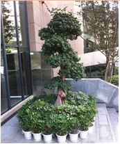 成都植物出租 成都最专业的绿化租赁