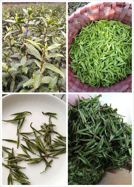  正宗!安吉白茶自产自销 