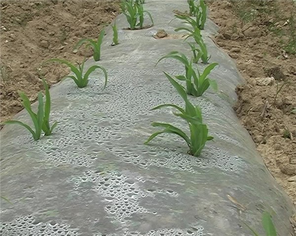 厦门育苗土|厦门黑土农业科技有限公司