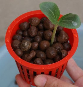 你能相信吗百元买来家庭蔬菜种植设备便可永久享用新鲜蔬菜